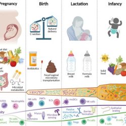 Hesi case study premature infant