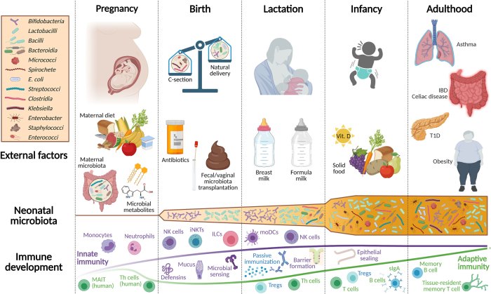 Hesi case study premature infant