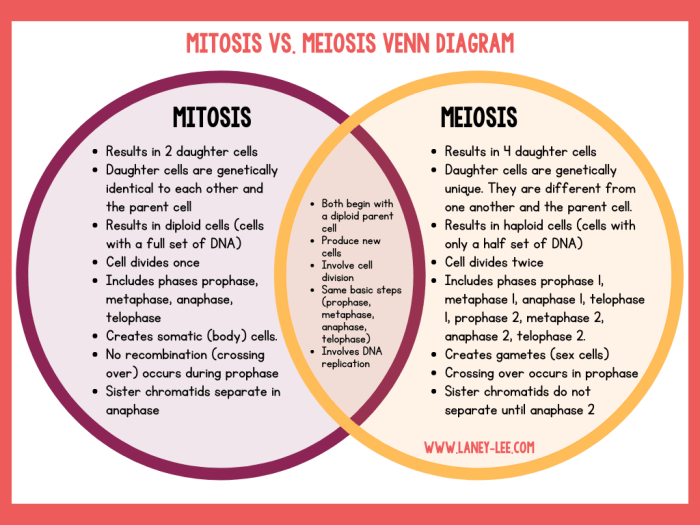 Mitosis and meiosis worksheet answer key