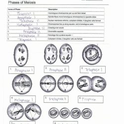 Mitosis and meiosis worksheet answer key