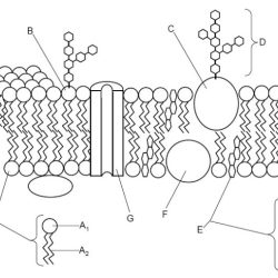 Cell membrane and transport coloring worksheet