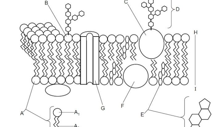 Cell membrane and transport coloring worksheet