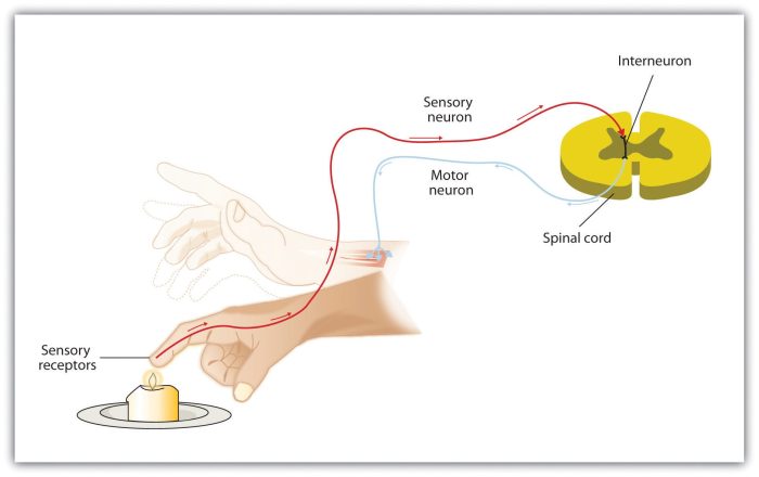 Sensory receptors neurons receptor system nervous motor stimulus structure examples pain skin cells different types nerve location classification difference between