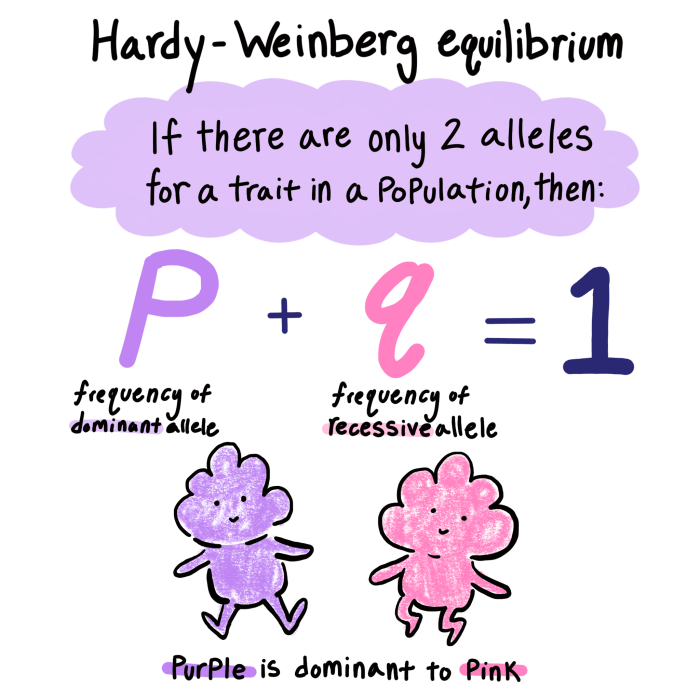 Amoeba sisters video recap hardy-weinberg equilibrium answers