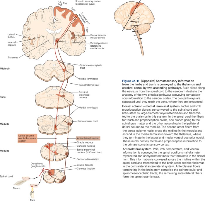 Select all that are true of sensory pathways