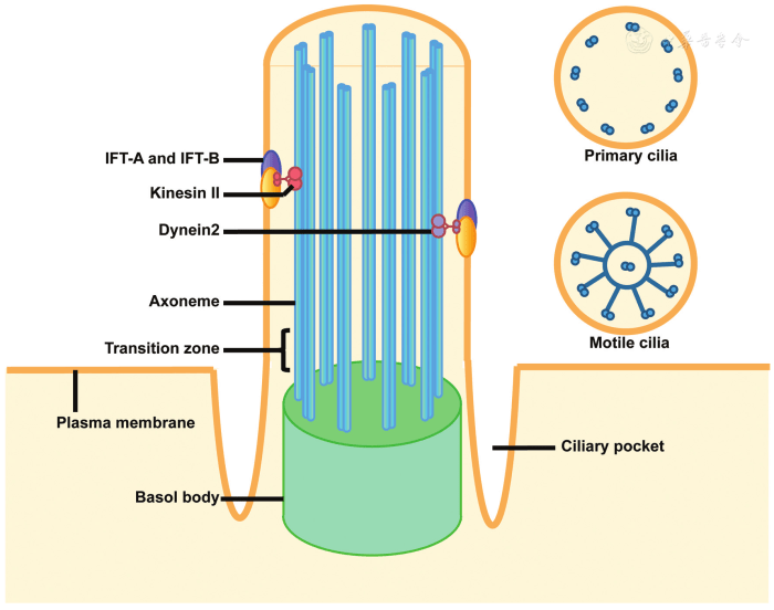 Cilia structure flagella between types vs functions definition examples formation differences read also