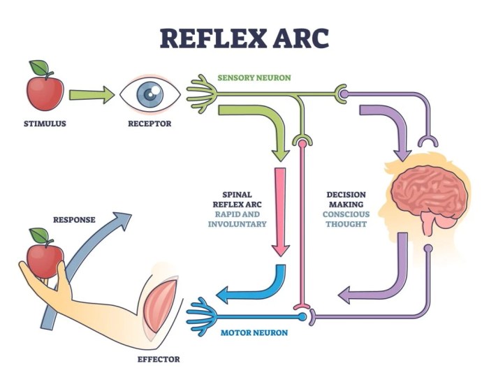 Select all that are true of sensory pathways