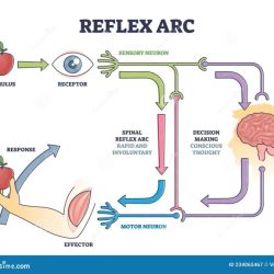 Taste sensory gustatory receptors system smell sense human pathway responsible transduction del oral organization systems ubc zoology ca humans area