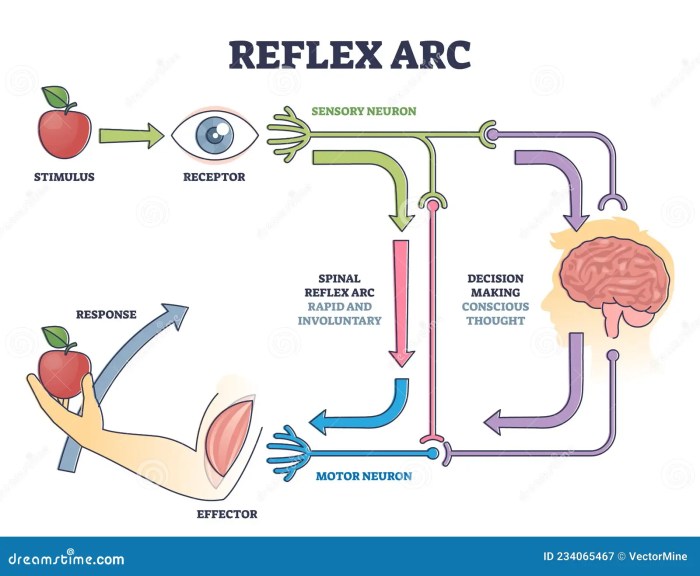 Taste sensory gustatory receptors system smell sense human pathway responsible transduction del oral organization systems ubc zoology ca humans area